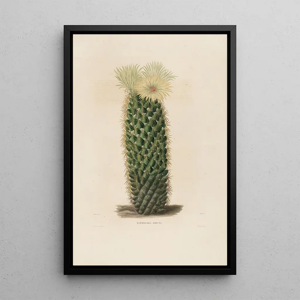 Reproduction of the painting Iconographie descriptive des cactus Pl13 - Charles Antoine Lemaire
