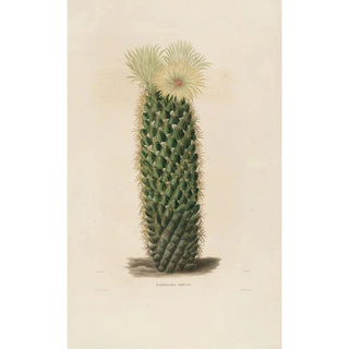 Reproduction of the painting Iconographie descriptive des cactus Pl13 - Charles Antoine Lemaire