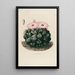 Reproduction of the painting Iconographie descriptive des cactus Pl14 - Charles Antoine Lemaire