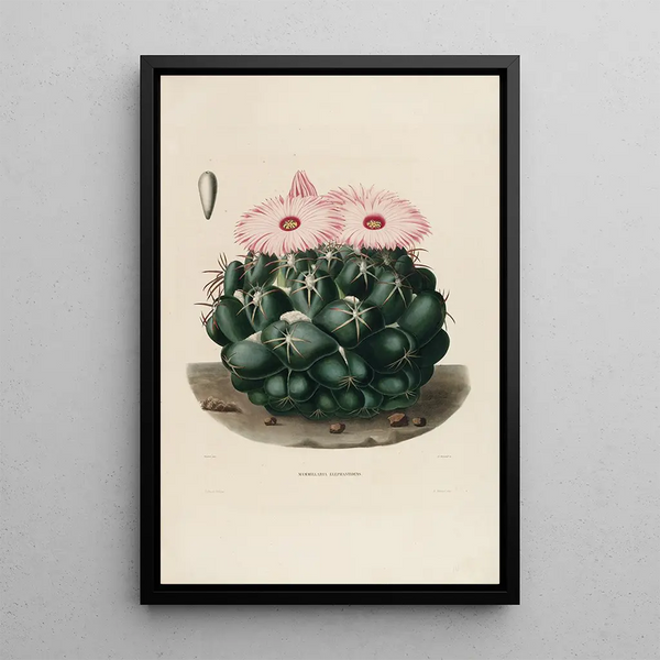 Reproduction of the painting Iconographie descriptive des cactus Pl14 - Charles Antoine Lemaire