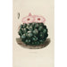 Reproduction of the painting Iconographie descriptive des cactus Pl14 - Charles Antoine Lemaire