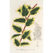 Ilex aquifolium - Charles Antoine Lemaire — artwork view