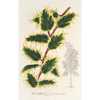 Ilex aquifolium - Charles Antoine Lemaire — artwork view