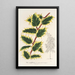 Ilex aquifolium - Charles Antoine Lemaire — framed artwork on a wall