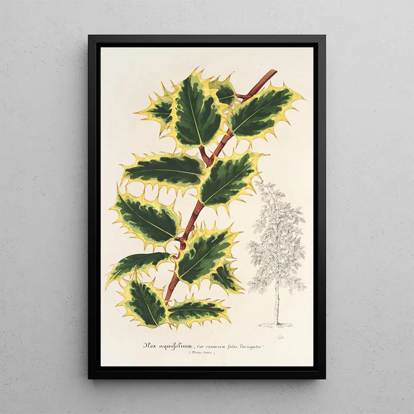 Ilex aquifolium - Charles Antoine Lemaire — framed artwork on a wall