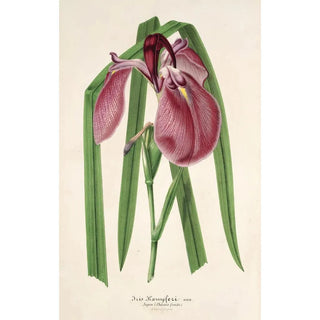 Iris Kaempferi Siebold - Charles Antoine Lemaire — artwork view