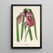 Iris Kaempferi Siebold - Charles Antoine Lemaire — framed artwork on a wall