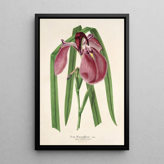 Iris Kaempferi Siebold - Charles Antoine Lemaire — framed artwork on a wall