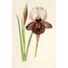 Iris iberica painting - Charles Antoine Lemaire — artwork view