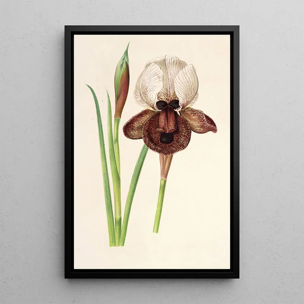Iris iberica painting - Charles Antoine Lemaire — framed artwork on a wall