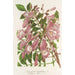 Jacaranda digitaliflora - Charles Antoine Lemaire — artwork view