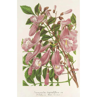 Jacaranda digitaliflora - Charles Antoine Lemaire — artwork view