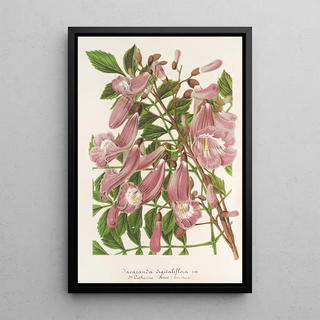 Jacaranda digitaliflora - Charles Antoine Lemaire — framed artwork on a wall