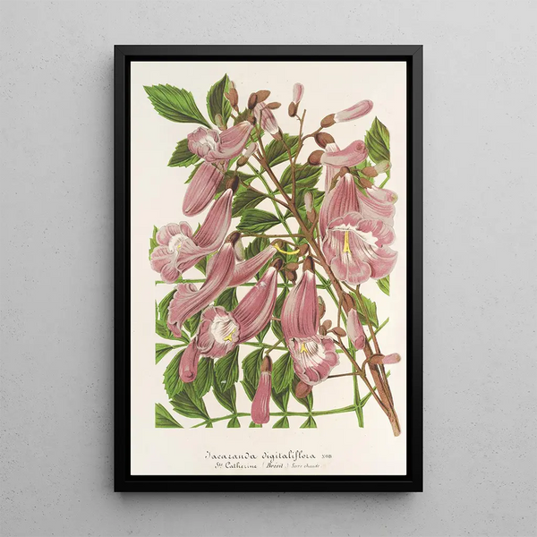 Jacaranda digitaliflora - Charles Antoine Lemaire — framed artwork on a wall