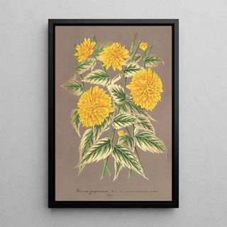 Reproduction of the painting Kerria japonica var fol argenteovariegatis - Charles Antoine Lemaire
