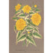 Reproduction of the painting Kerria japonica var fol argenteovariegatis - Charles Antoine Lemaire