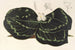 Kaempferia Koscoeana - Charles Antoine Lemaire — artwork view