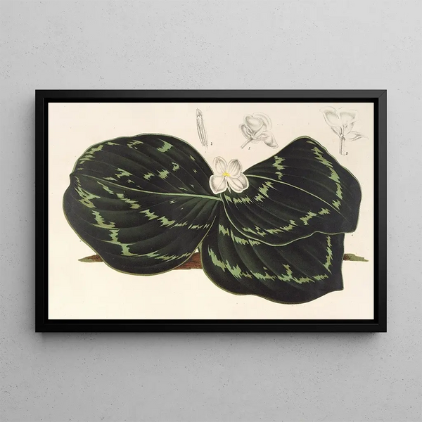 Kaempferia Koscoeana - Charles Antoine Lemaire — framed artwork on a wall