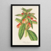 Reproduction of the painting Kohleria lanata - Charles Antoine Lemaire