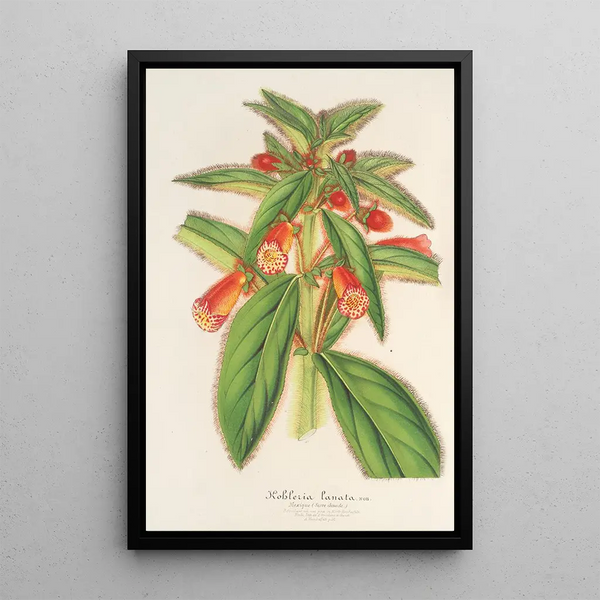 Reproduction of the painting Kohleria lanata - Charles Antoine Lemaire