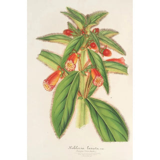 Reproduction of the painting Kohleria lanata - Charles Antoine Lemaire