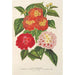 Choice of lantanas - Charles Antoine Lemaire — artwork view