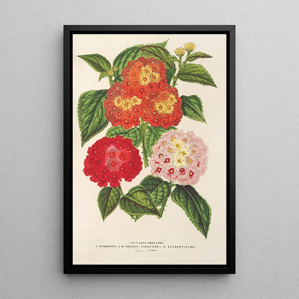 Choice of lantanas - Charles Antoine Lemaire — framed artwork on a wall