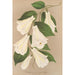 Lapageria rosea R and P var albiflora - Charles Antoine Lemaire — artwork view