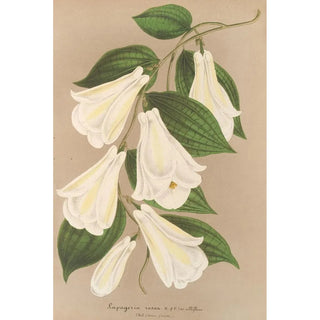 Lapageria rosea R and P var albiflora - Charles Antoine Lemaire — artwork view