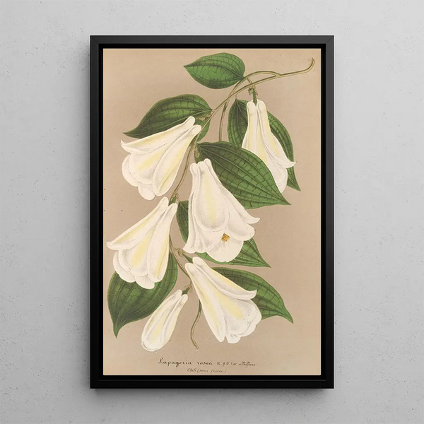 Lapageria rosea R and P var albiflora - Charles Antoine Lemaire — framed artwork on a wall