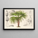 Latania verschaffeltii - Charles Antoine Lemaire — framed artwork on a wall