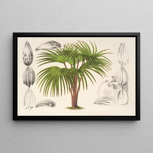 Latania verschaffeltii - Charles Antoine Lemaire — framed artwork on a wall