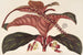 Ledenbergia roseonea - Charles Antoine Lemaire — artwork view