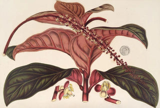 Ledenbergia roseonea - Charles Antoine Lemaire — artwork view