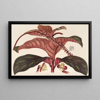 Ledenbergia roseonea - Charles Antoine Lemaire — framed artwork on a wall