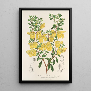 Reproduction of the painting Lepidostemon penstemonoides Penstemon Lobbii - Charles Antoine Lemaire