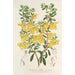 Reproduction of the painting Lepidostemon penstemonoides Penstemon Lobbii - Charles Antoine Lemaire