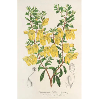 Reproduction of the painting Lepidostemon penstemonoides Penstemon Lobbii - Charles Antoine Lemaire