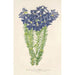 Leschenaultia biloba - Charles Antoine Lemaire — artwork view