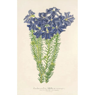 Leschenaultia biloba - Charles Antoine Lemaire — artwork view