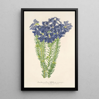 Leschenaultia biloba - Charles Antoine Lemaire — framed artwork on a wall