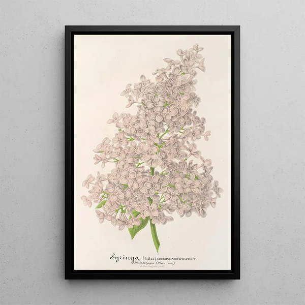 Reproduction of the painting Lilas Ambroise Verschaffelt - Charles Antoine Lemaire