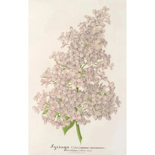 Reproduction of the painting Lilas Ambroise Verschaffelt - Charles Antoine Lemaire