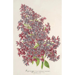 Reproduction of the painting Lilas Président Massart - Charles Antoine Lemaire