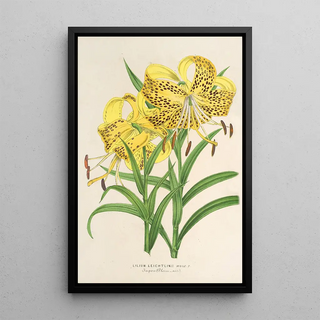 Reproduction of the painting Lilium Leichtlinii - Charles Antoine Lemaire