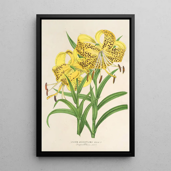Reproduction of the painting Lilium Leichtlinii - Charles Antoine Lemaire