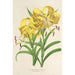 Reproduction of the painting Lilium Leichtlinii - Charles Antoine Lemaire
