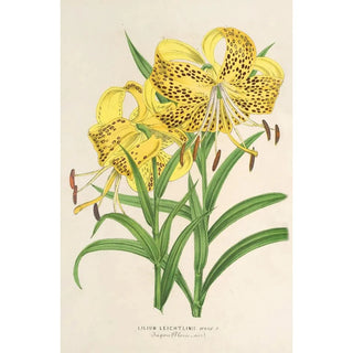 Reproduction of the painting Lilium Leichtlinii - Charles Antoine Lemaire