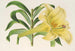 Lilium neilgherricum - Charles Antoine Lemaire — artwork view