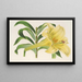 Lilium neilgherricum - Charles Antoine Lemaire — framed artwork on a wall